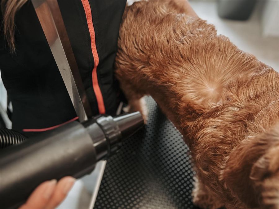 Kortharige hond wordt afgespoeld en ontdaan van los haar bij De Snuitstylist