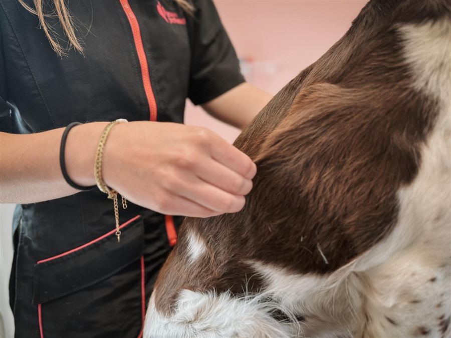 Hondentrimster plukt met de hand voorzichtig losse haren uit de vacht