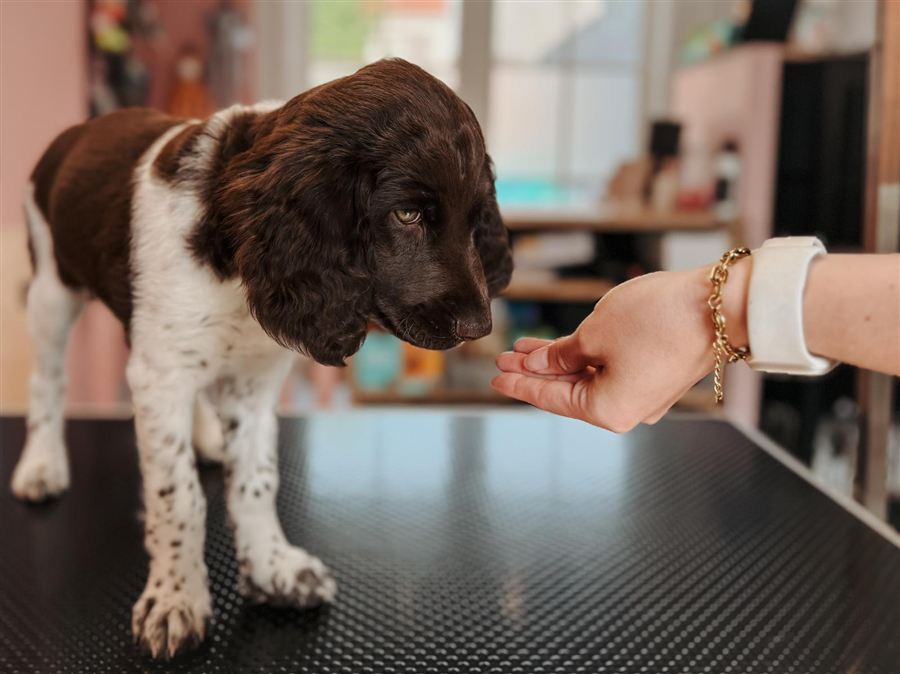 Puppy maakt op een speelse manier kennis met de trimsalon