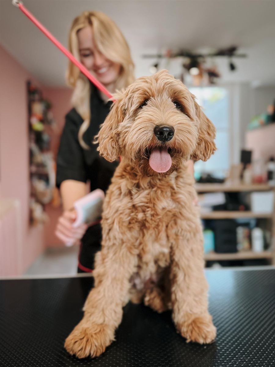 Vrolijke hond met uitgestoken tong tijdens trimbeurt